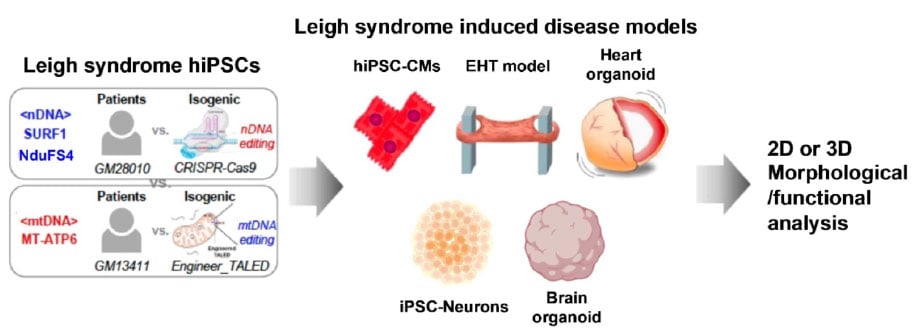 leigh-syndrome-chart